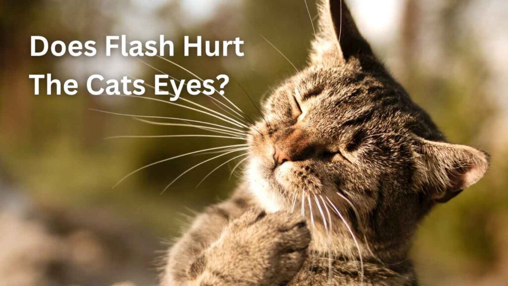 Does Flash Hurt The Cats Eyes